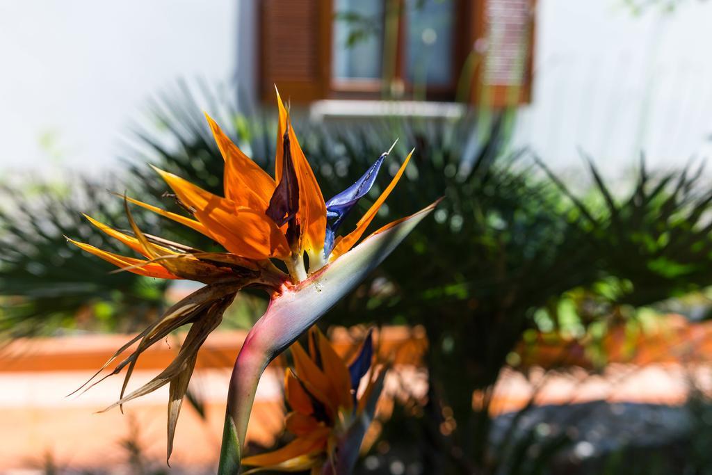 Villa Alma Veli Lošinj Extérieur photo